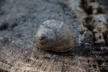 Bahçede salyangoz kabuğu