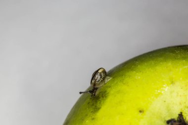 Elma kovanlı salyangoz