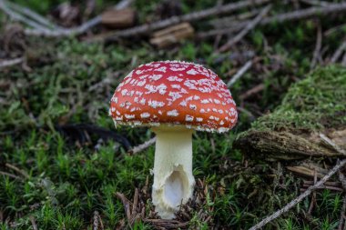 Zehirli Toadstool kozalaklı orman zemininde