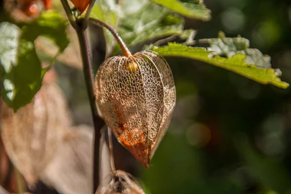 Lanterne Chinoise Fleur Avec Des Fruits Dans Jardin — Photo