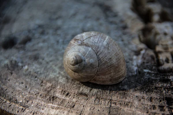 Shell Snail Garden — Stock fotografie