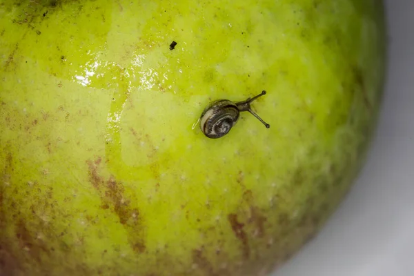 Plate Snail Casing Apple — Stock Photo, Image