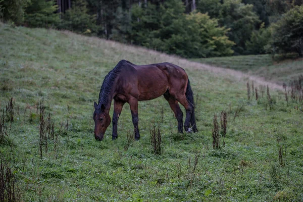 Cavallo Bruno Nel Paddock — Foto Stock