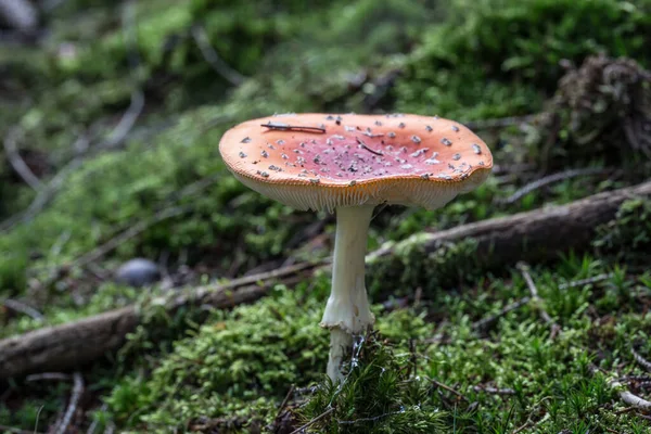 Poisson Toadstool Sur Sol Forêt Conifères — Photo