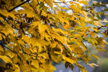 Akçaağacın sarı sonbahar yaprakları