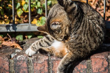 Evcil kedi duvarda güneşleniyor