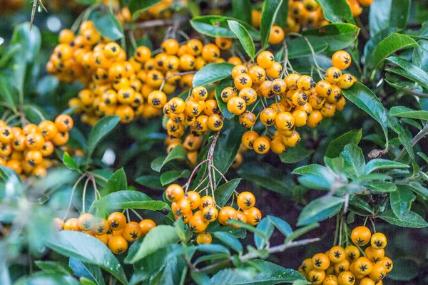 Firethorn Yellow Berries — Stock Photo, Image