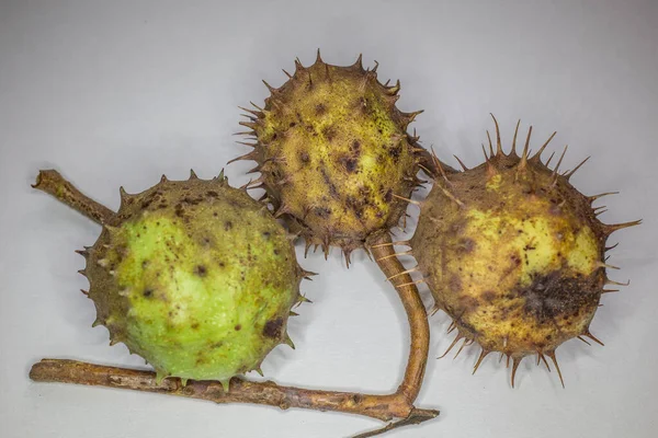 Chestnuts with a spiky pericarp