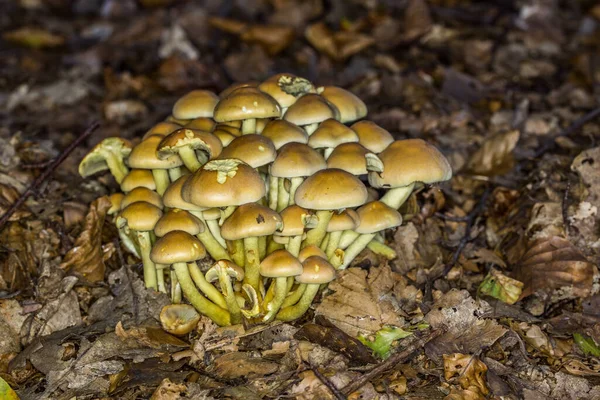 Sulfur Head Mushroom Colony Dead Wood — Stock Photo, Image