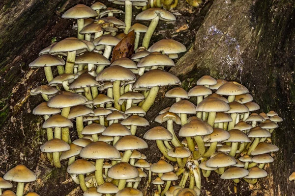 Sulfur Head Mushroom Colony Dead Wood — Stock Photo, Image