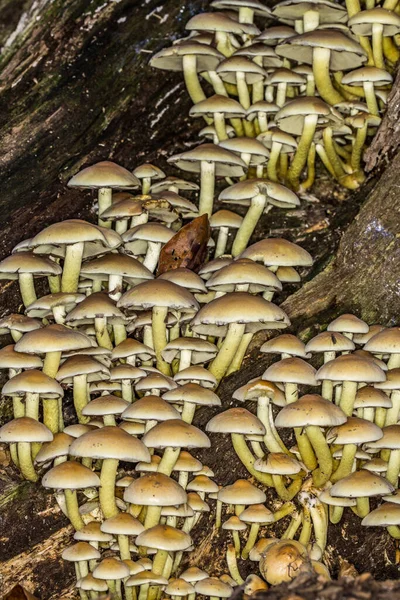 Sulfur Head Mushroom Colony Dead Wood — Stock Photo, Image