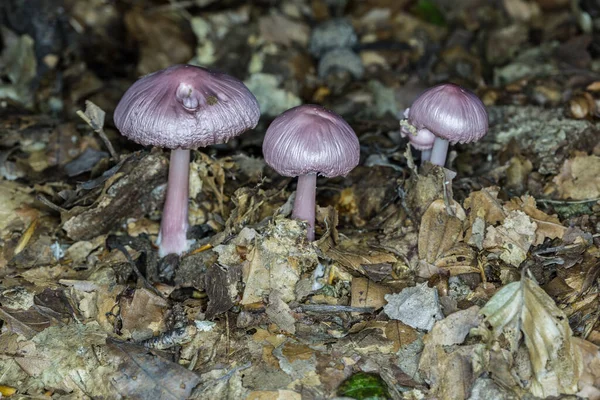 Groupe Violet Champignons Sur Sol Forestier — Photo
