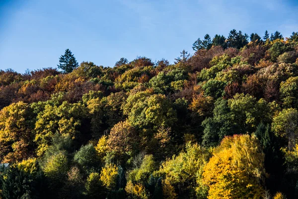 Floresta Outono Amarelo Verde Colorido — Fotografia de Stock