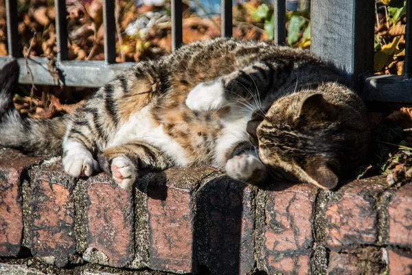 Домашні Кішки Стіні — стокове фото