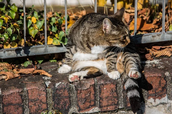 Домашні Кішки Стіні — стокове фото