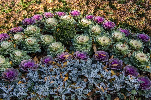 Kleurrijke Sierkool Het Bloembed — Stockfoto