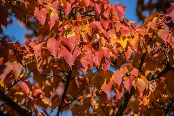 Rote Herbstblätter Des Ahorns — Stockfoto
