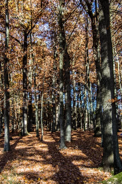 Rouge Brun Forêt Automne Avec Des Arbres Feuilles Caduques — Photo