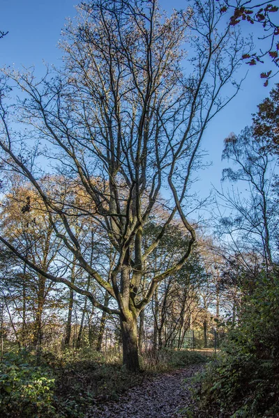 Yaprak Döken Ağaçları Olan Kırmızı Kahverengi Sonbahar Ormanı — Stok fotoğraf