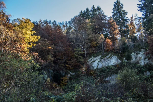 Rouge Brun Forêt Automne Avec Des Arbres Feuilles Caduques — Photo