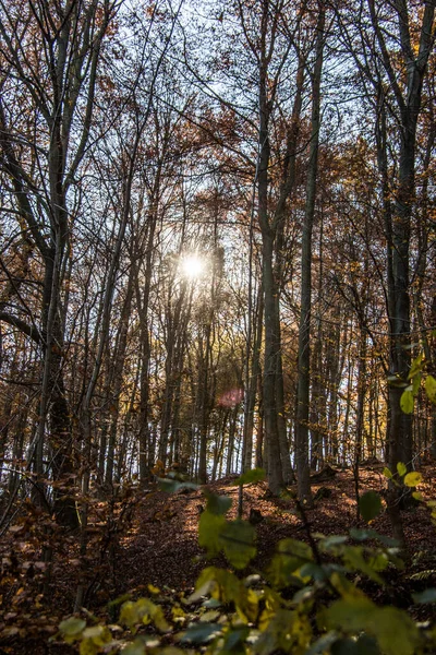 Yaprak Döken Ağaçları Olan Kırmızı Kahverengi Sonbahar Ormanı — Stok fotoğraf