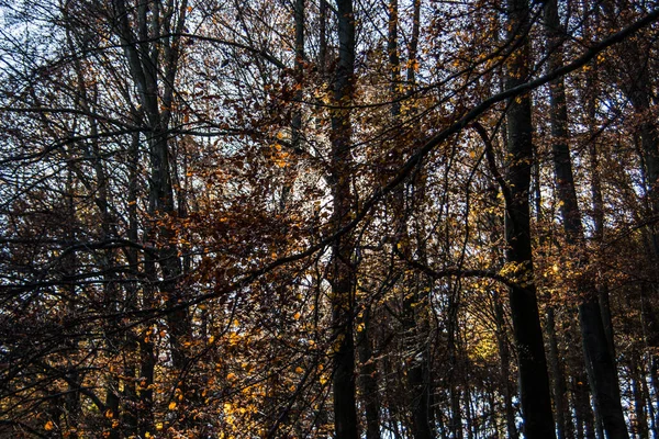 Floresta Outono Marrom Vermelho Com Árvores Caducas — Fotografia de Stock