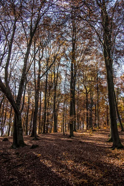 Rouge Brun Forêt Automne Avec Des Arbres Feuilles Caduques — Photo