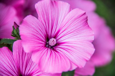 Yatakta kırmızı mallow çiçekleri