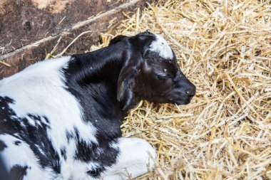Ahırda kahverengi beyaz inekler