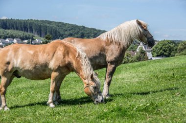 Kahverengi atlar yeşil çayırlarda