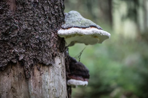 Root Fungus Forest Floor — Stock Photo, Image