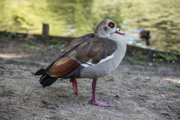 サイン城公園にアヒル — ストック写真