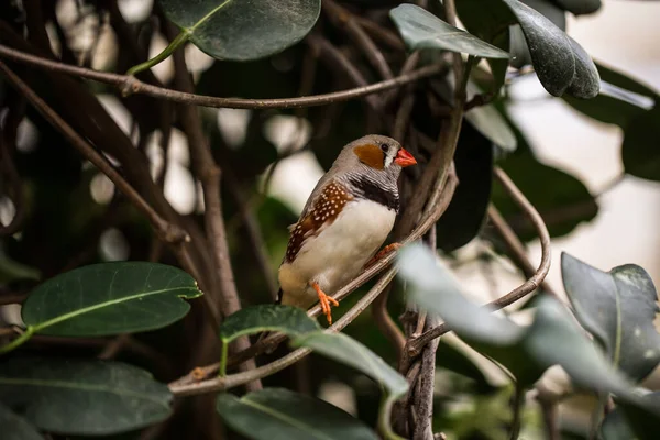 ガラパゴス ブランチ上のフィンチの歌鳥 — ストック写真