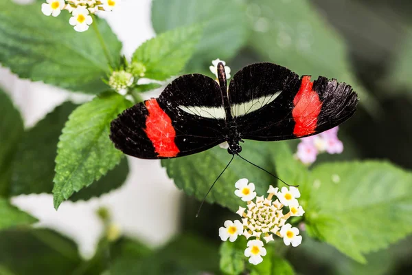 Tropical Vermelho Preto Carteiro Borboleta — Fotografia de Stock