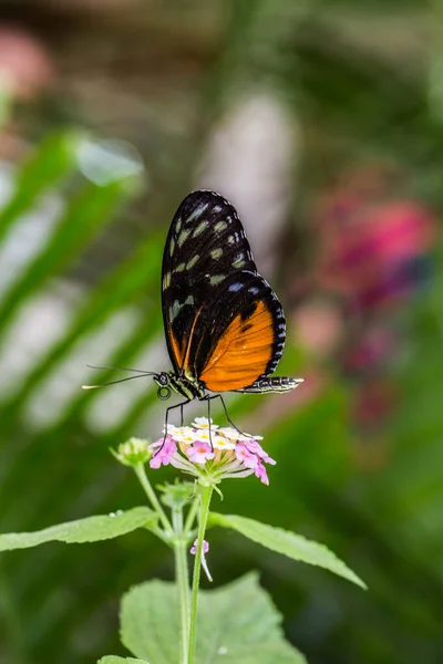 Tropische Orange Schwarz Gestromte Leidenschaft Schmetterling — Stockfoto