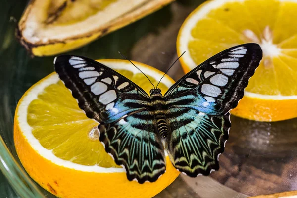 Голубая Парусная Бабочка Оранжевом — стоковое фото