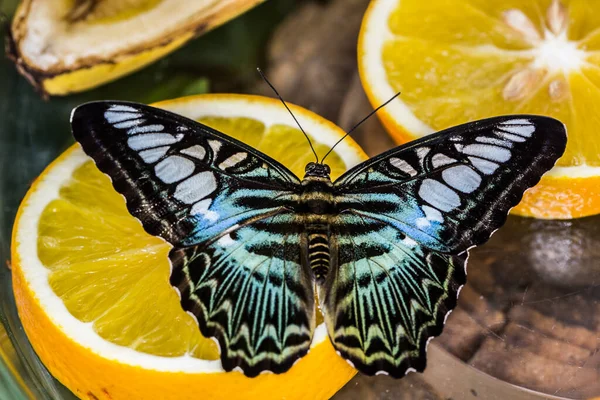 Голубая Парусная Бабочка Оранжевом — стоковое фото