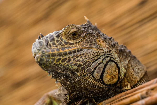 Schuppiger Kopf Des Leguans — Stockfoto