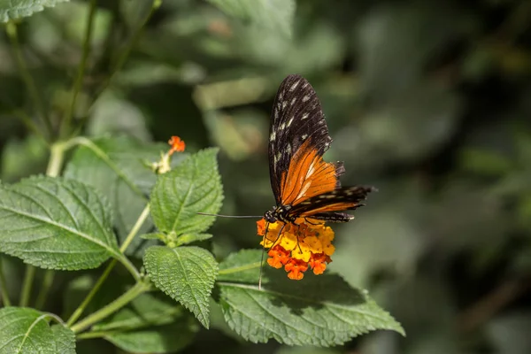 Laranja Tropical Preto Tabby Paixão Borboleta — Fotografia de Stock