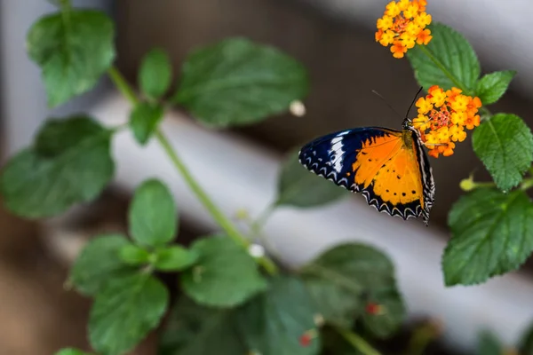 Tropický Diadém Motýl Rostlině — Stock fotografie