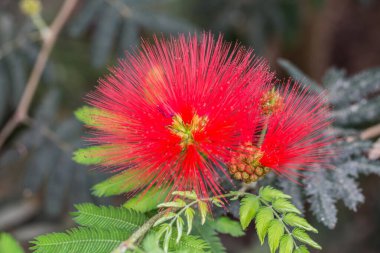 Filigran kırmızı kasımpatı çiçeği