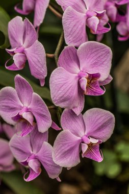 mor çiçek açan güve orkidesi