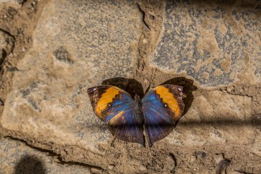 Tropik Hint yaprağı kelebeği