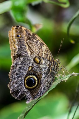 Kanat gözlü orman baykuşu kelebeği