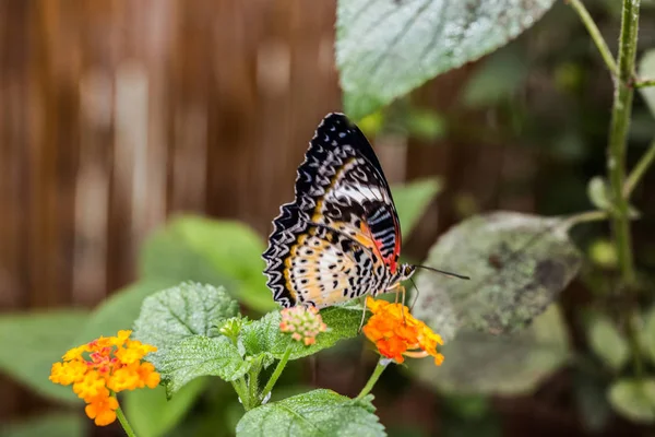 Tropický Leopardí Krajkový Motýl — Stock fotografie