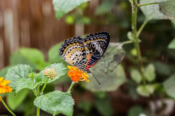 Tropical Leopard Lace Butterfly — Stock Photo, Image