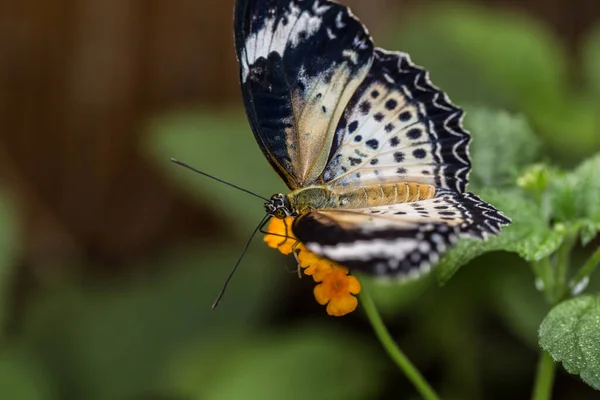 Tropical Leopard Lace Butterfly — Stock Photo, Image