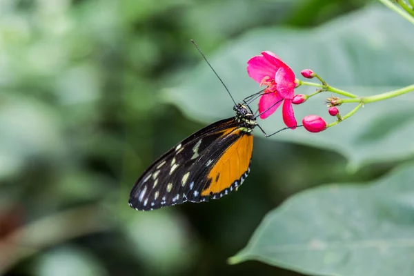 Laranja Tropical Preto Tabby Paixão Borboleta — Fotografia de Stock