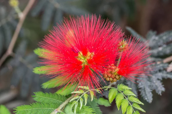 Filigran Kırmızı Kasımpatı Çiçeği — Stok fotoğraf