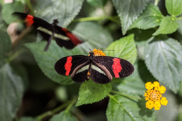 Tropical Vermelho Preto Carteiro Borboleta — Fotografia de Stock